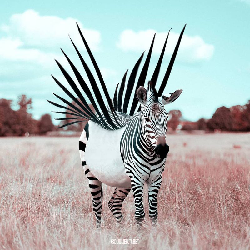 image: Zebra...Op by julientabet