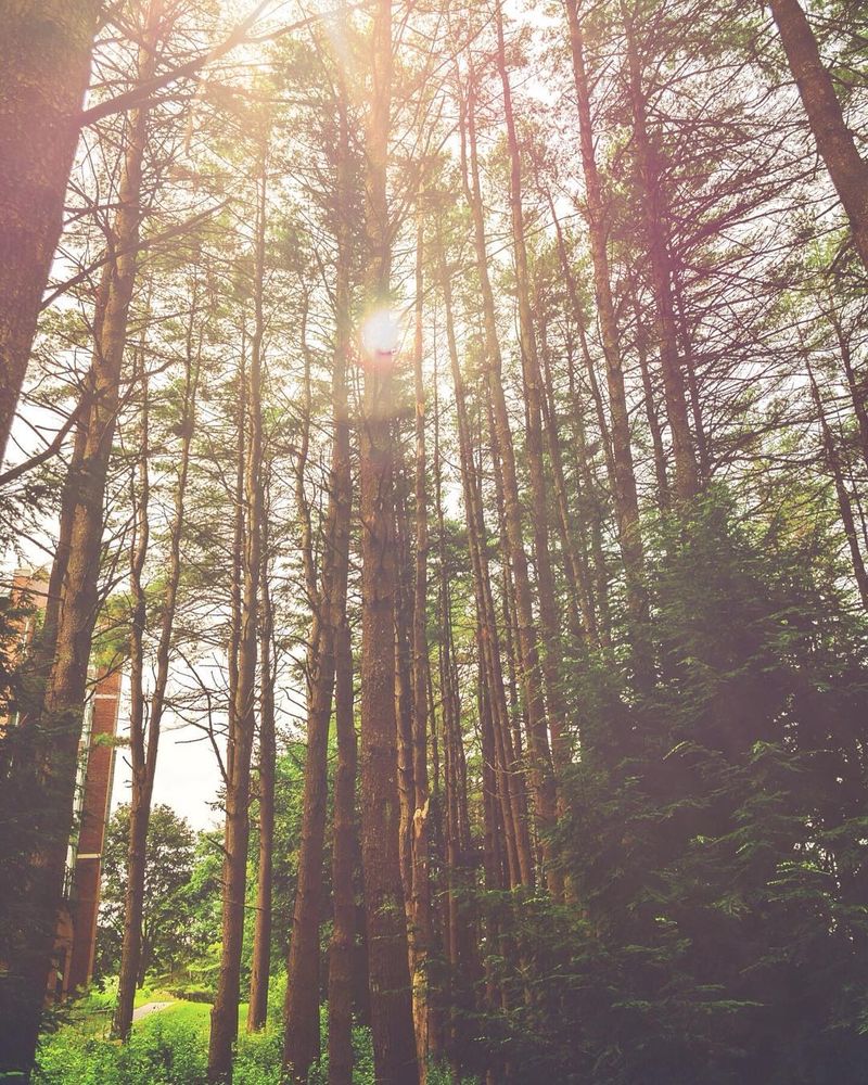 image: Lost in the woods...?.....#ig_shotz #visualoflife #folkmagazine #folkgood #folkgreen #ig_color #ig_unitedstates #newhampshire #visualcollective #agameoftones #beautifuldestinations #bestoftheday #photooftheday #travelgram #travelawesome #travellingth by majolophoto