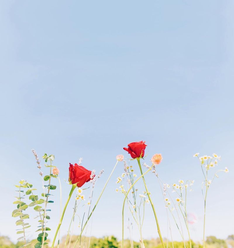 image: If the beach is my favorite place to shoot, flowers are my favorite for props. And I know I'm not alone with this one as well.This summer has brought me some very cool collaborations where I was able to work with flowers in different ways. From now on,... by teresacfreitas