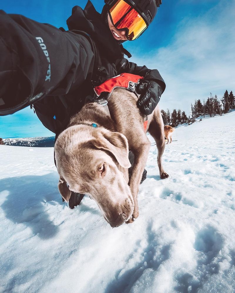 image: It’s never a bad time when I have to hang with this guy (Avy dog, Flash) for hours on end, or if it’s with any of the 4 other avalanche pups ?—#Avalanche #Dog #Snow #GoPro #Flash by kyleohlson