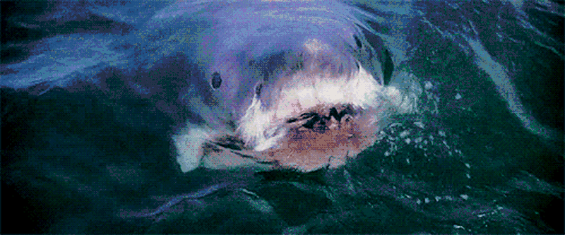 image: A shark at home, Helsinki. by iran