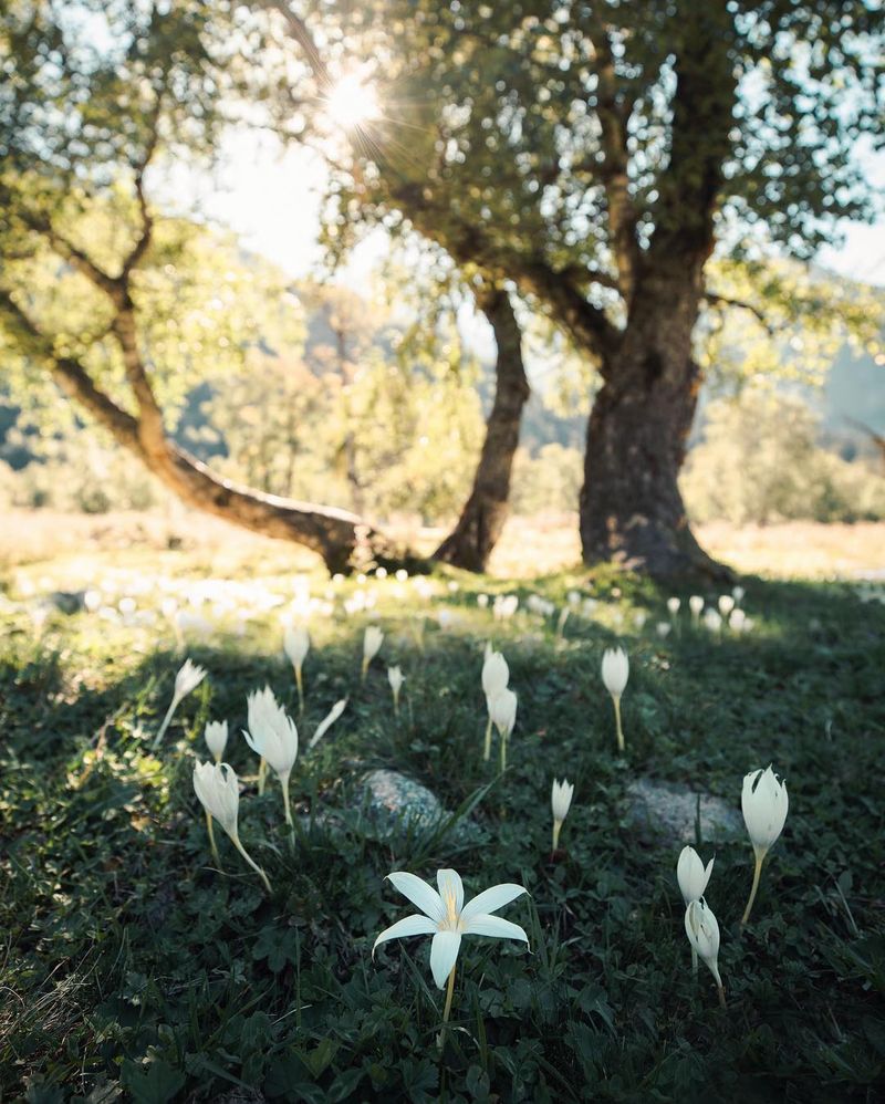 image: It becomes too easy to just find the beauty in the big things, the tropical waterfalls and the perfect sunlight hitting the mountains. Sometimes so much so that I forget the little things along the way. I spent the weekend in the Caucasus mountains of... by josiahwg