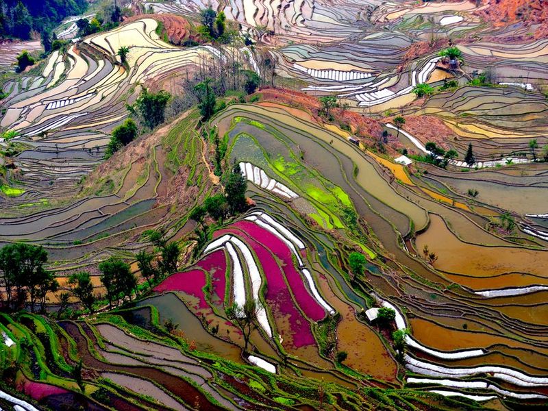 image: Yuanyang Terraced Rice Fields in china by andy-rice