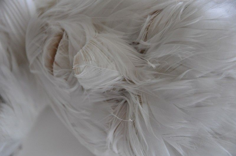 image: the feathered kid by balmyboard