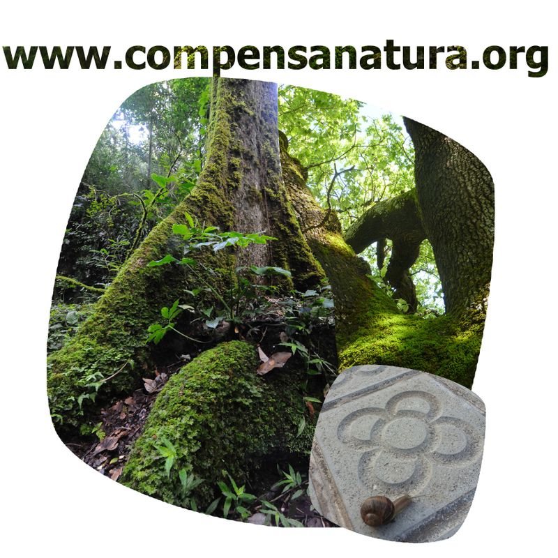 image: CompensaNatura - land cover nature balance initiative by accionatura
