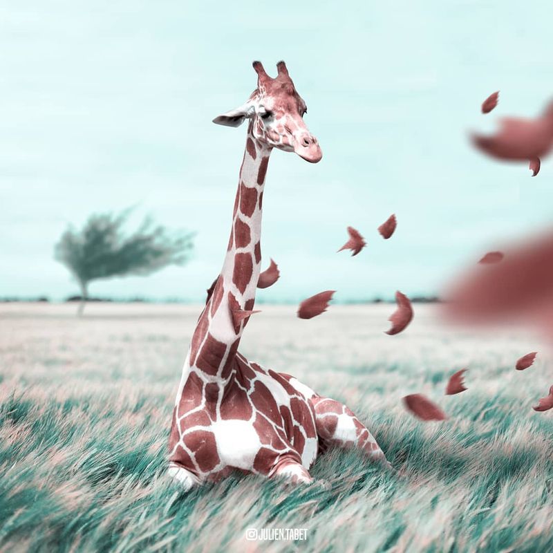 image: Windy...Op by julientabet