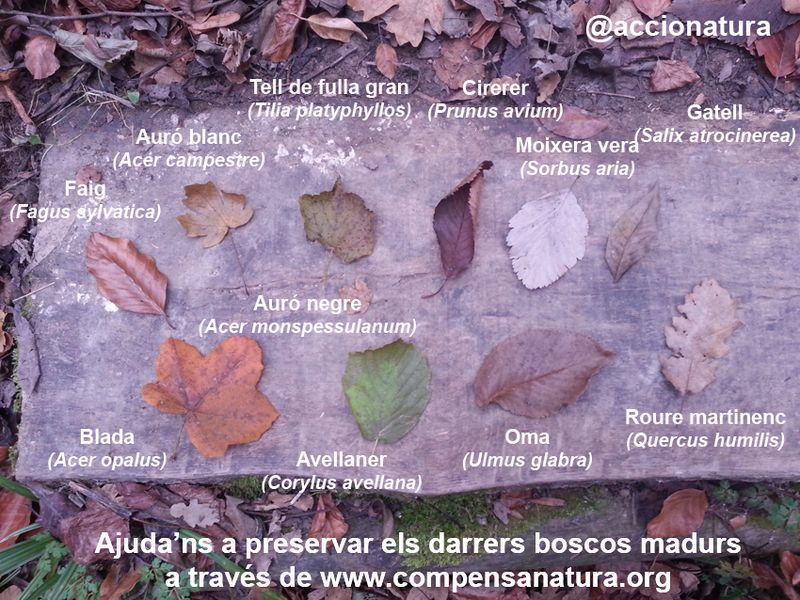 image: CompensaNatura - fulles arbres bosc madur by accionatura